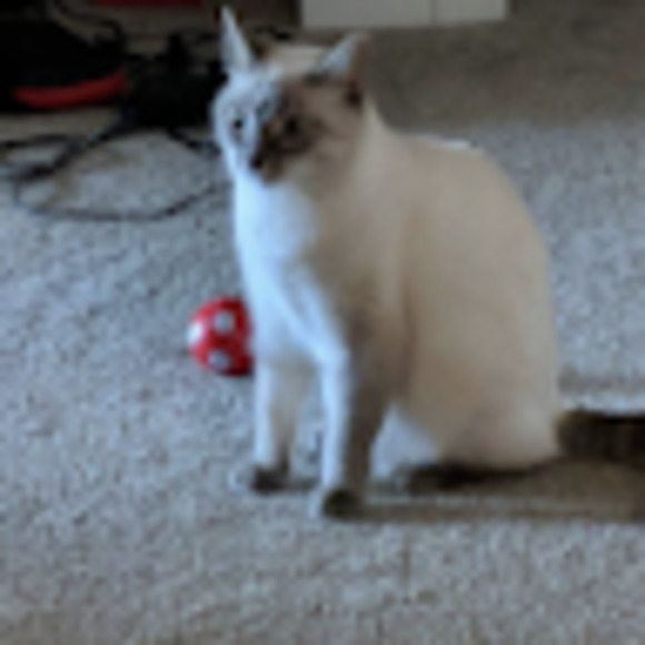 Meet your Posher, Ally - Picture 1 of 1